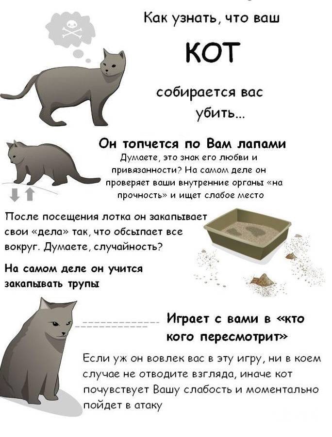 Какой факт свидетельствует о том что котенку. Как понять что ваш кот. Как понять что кот уме. Как понять что хочет кот. Повадки кошек.