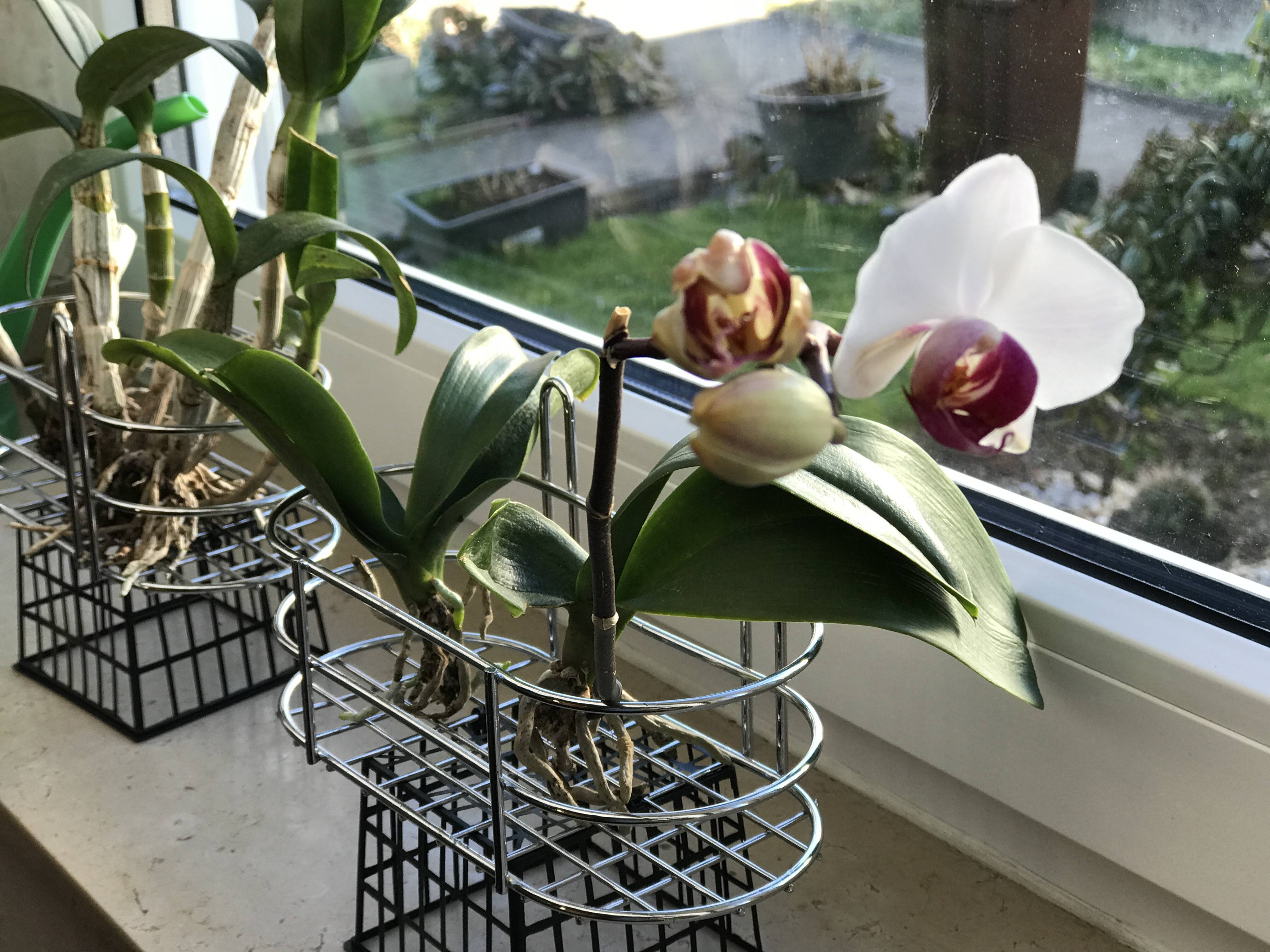 Орхидеи нельзя держать дома