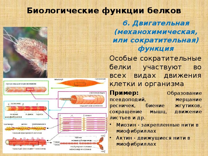 Какая функция белка. Белки биология презентация. Двигательная функция белков примеры. Белки функции белков 10 класс.