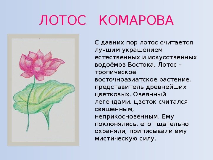 Цветы Лотоса Текст