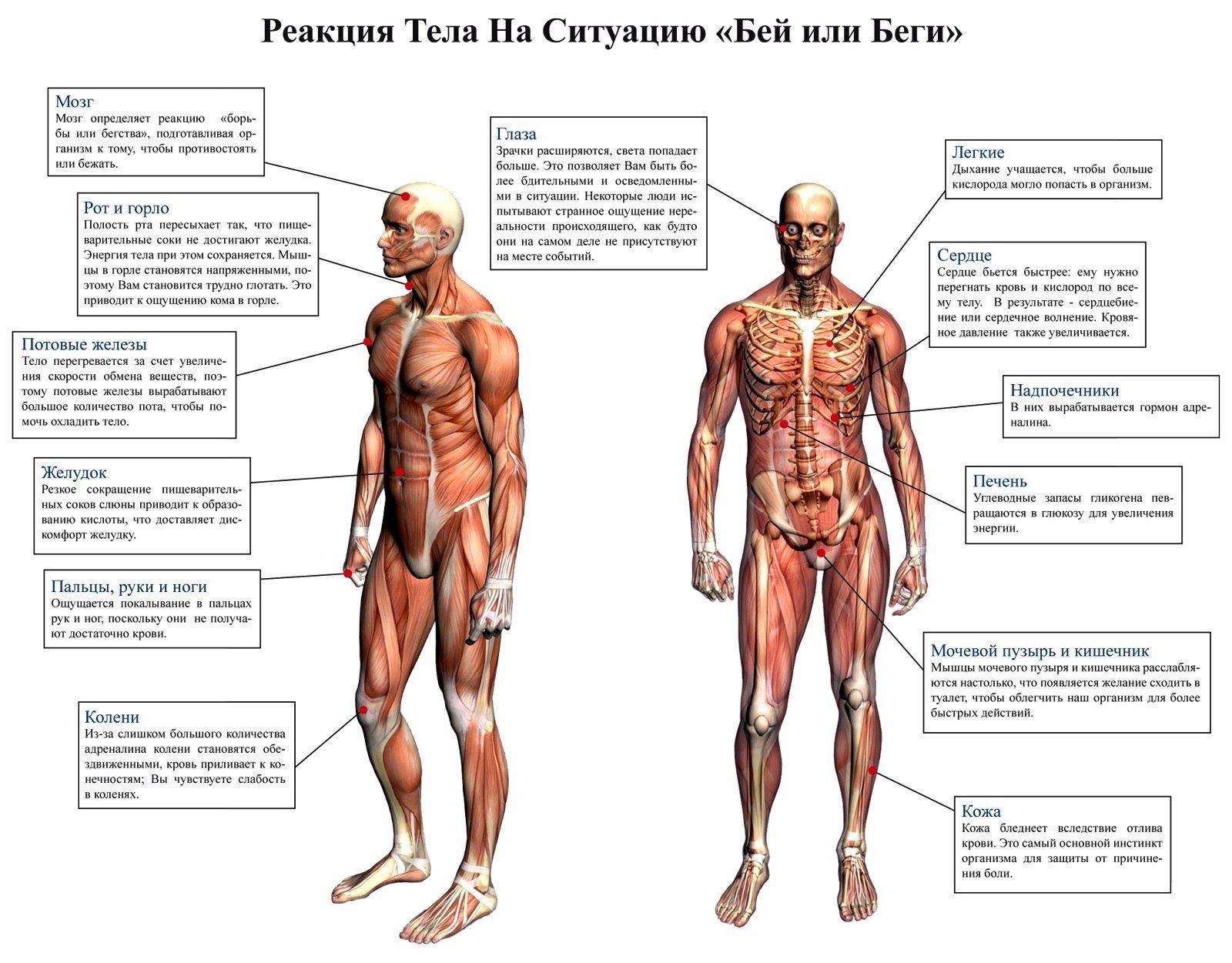 Также увеличение. Реакция тела на эмоции. Реакция тела на ситуацию Бей или беги. Реакции тела таблица. Как тело реагирует на эмоции.