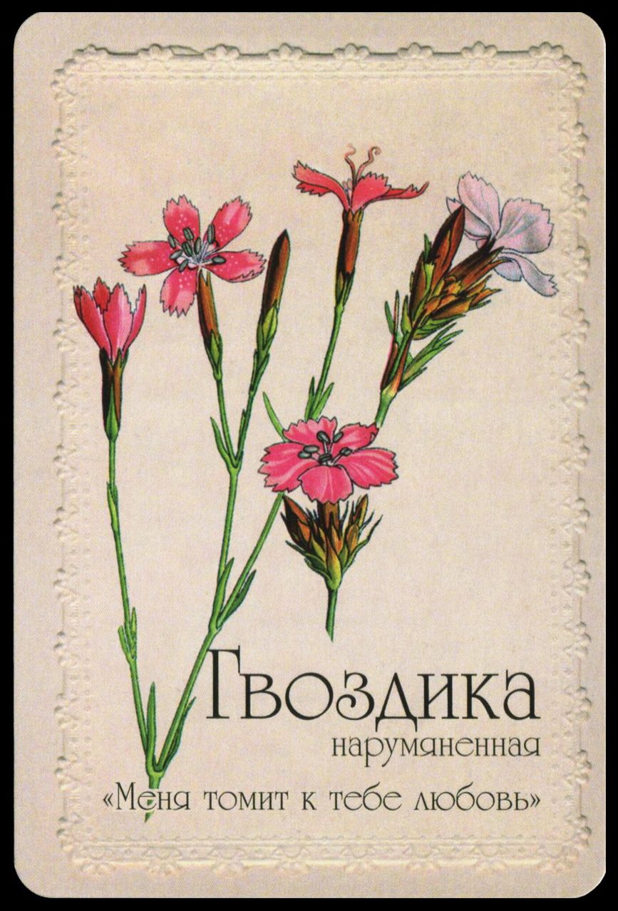 Язык растений книга. Язык цветов. Селам язык цветов. Селам или язык цветов иллюстрации. Полевые цветы язык цветов.