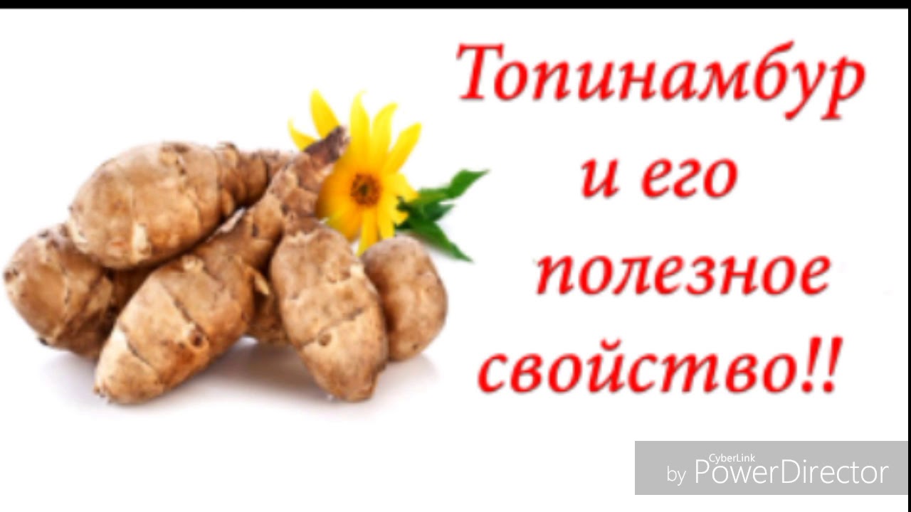 Топинамбур польза для здоровья. Топинамбур строение. Топинамбур Земляная груша витамины. Топинамбур полезные свойства. Топинамбур в разрезе.