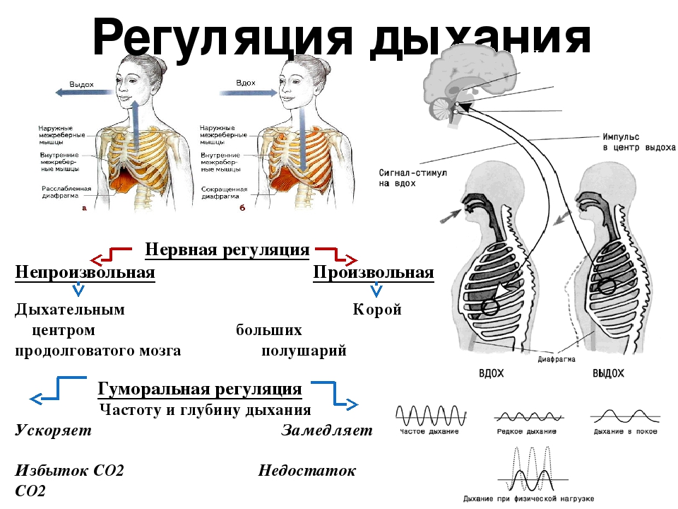 Вспомните как регулируется дыхание у человека зная. Нервная и гуморальная регуляция дыхания. Схема нервно гуморальной регуляции дыхания. Дыхательная система человека 8 класс регуляция дыхания. Нейрогуморальная регуляция дыхания схема.