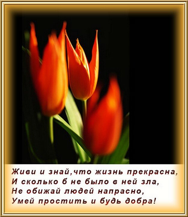 Прости меня за обиды вольные и невольные. Прошу прощения в прощенное воскресенье. С прощенным воскресеньем тюльпаны. Открытка прощенное воскресенье с тюльпаном. Прощенное Воскресение открытки цветы.