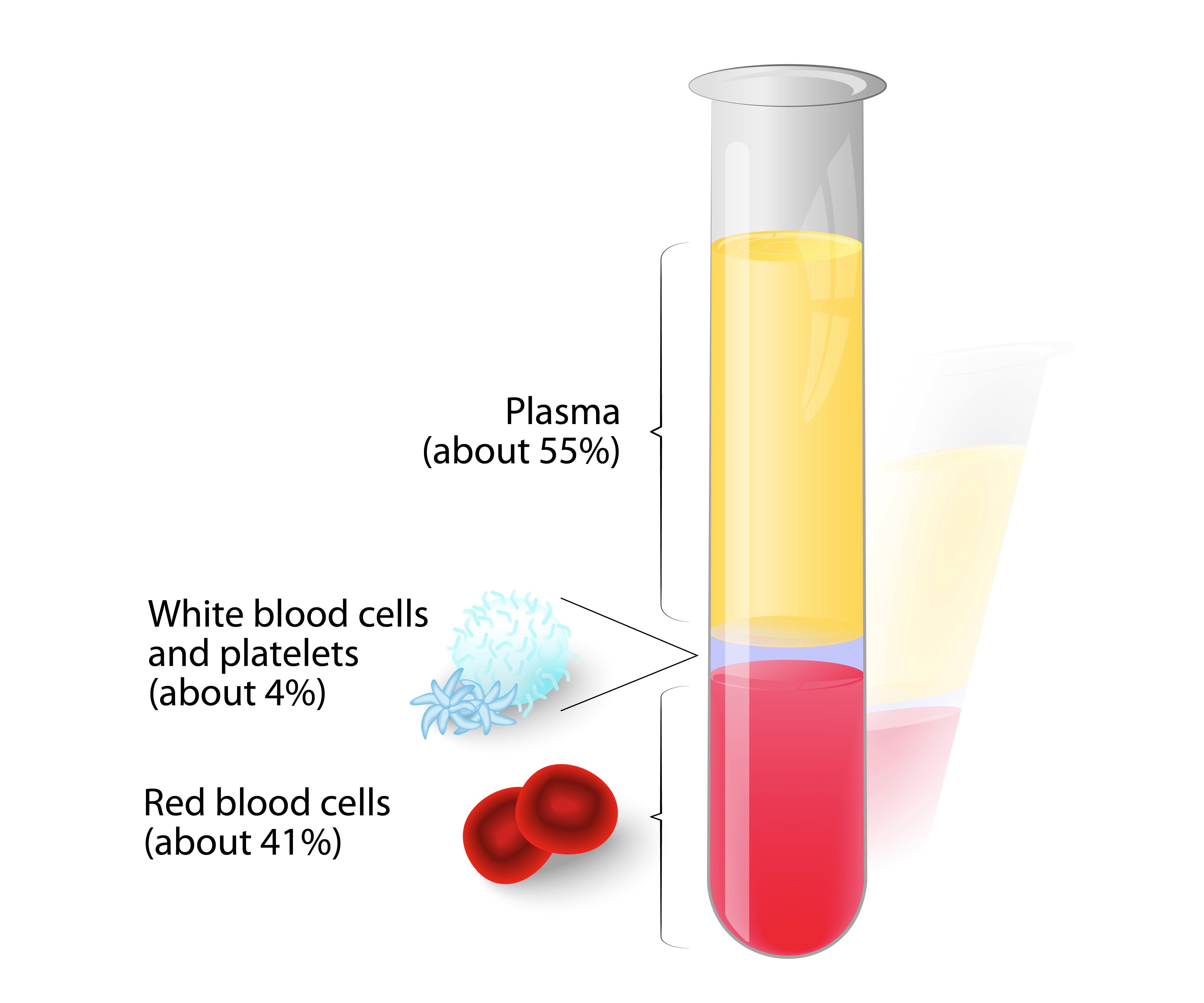 Гемоглобин сыворотка крови. Плазма крови. Компоненты плазмы крови. Основной элемент крови. Плазменные элементы крови.