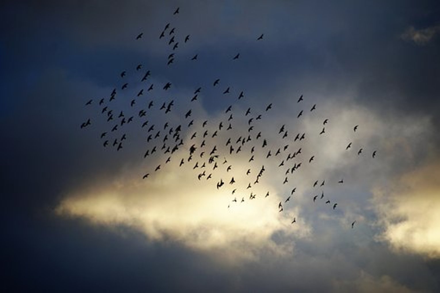 Стая ворон. Вереница птиц в небе. Стая птиц в горах. Стая птиц в степи.