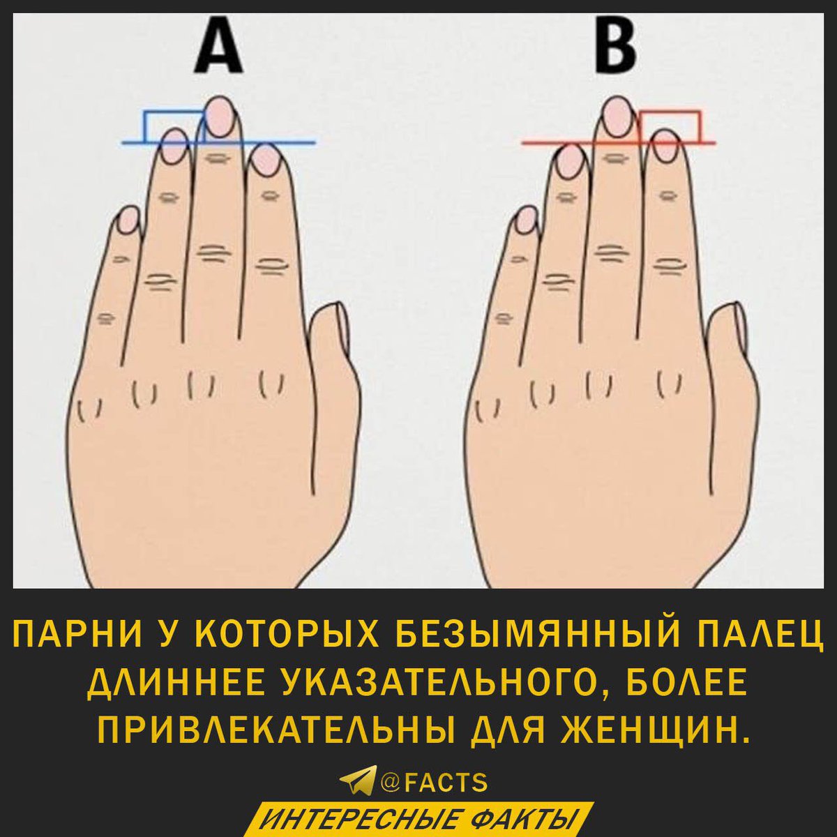 длина члена и пальцы рук в руки фото 22