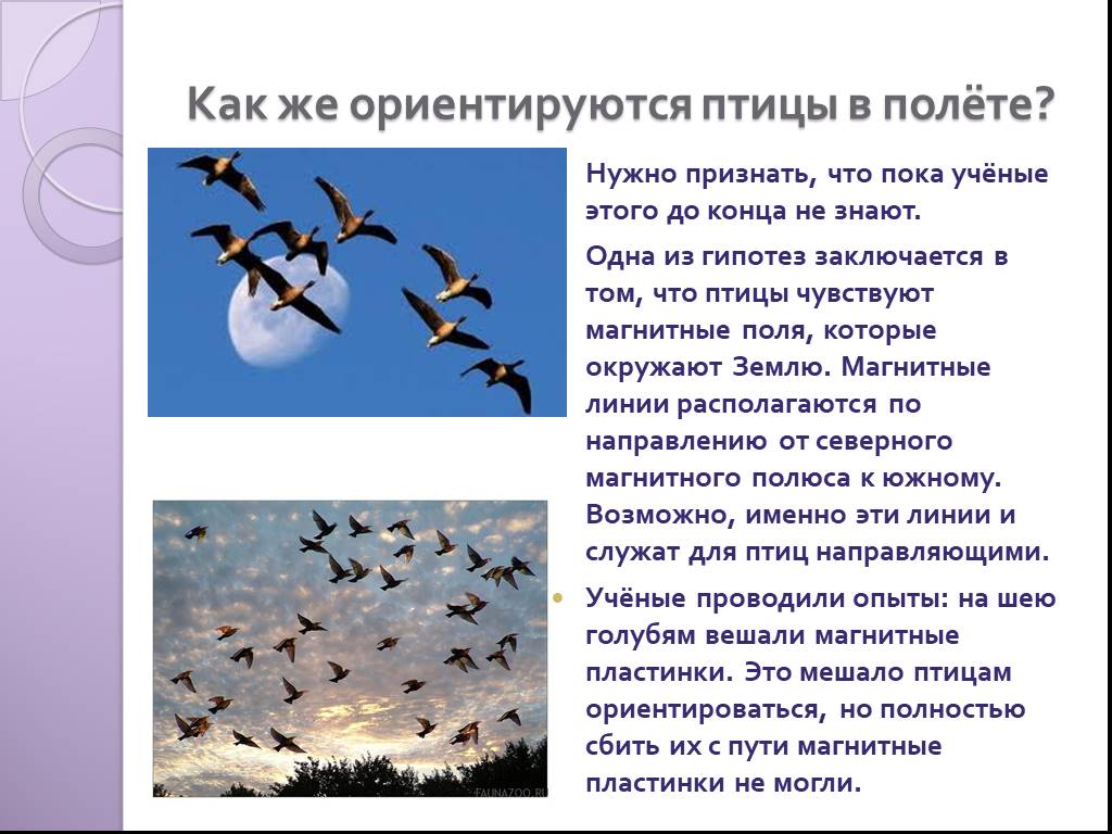 Способность птиц летать всегда привлекала человека основная. Жизнь мигрирующих птиц. Сезонные миграции птиц. Миграция перелетных птиц. Как летают перелетные птицы.
