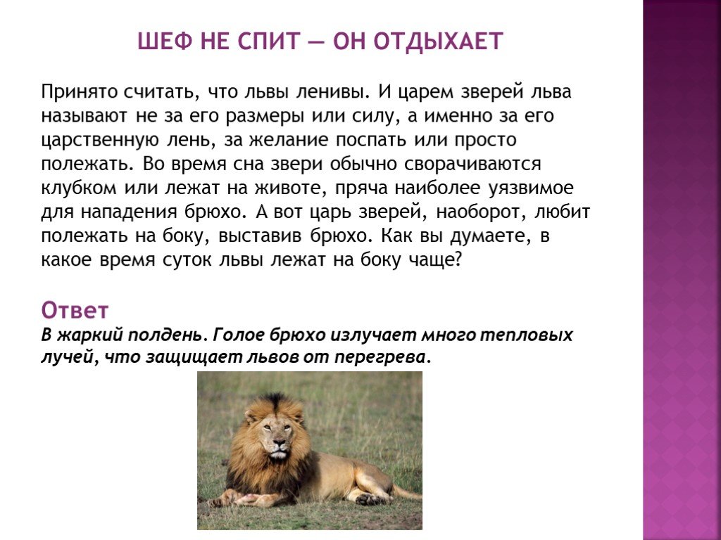 Текст про зверей. Лев описание животного. Лев краткое описание животного. Львы описание животных. Лев доклад 3 класс.