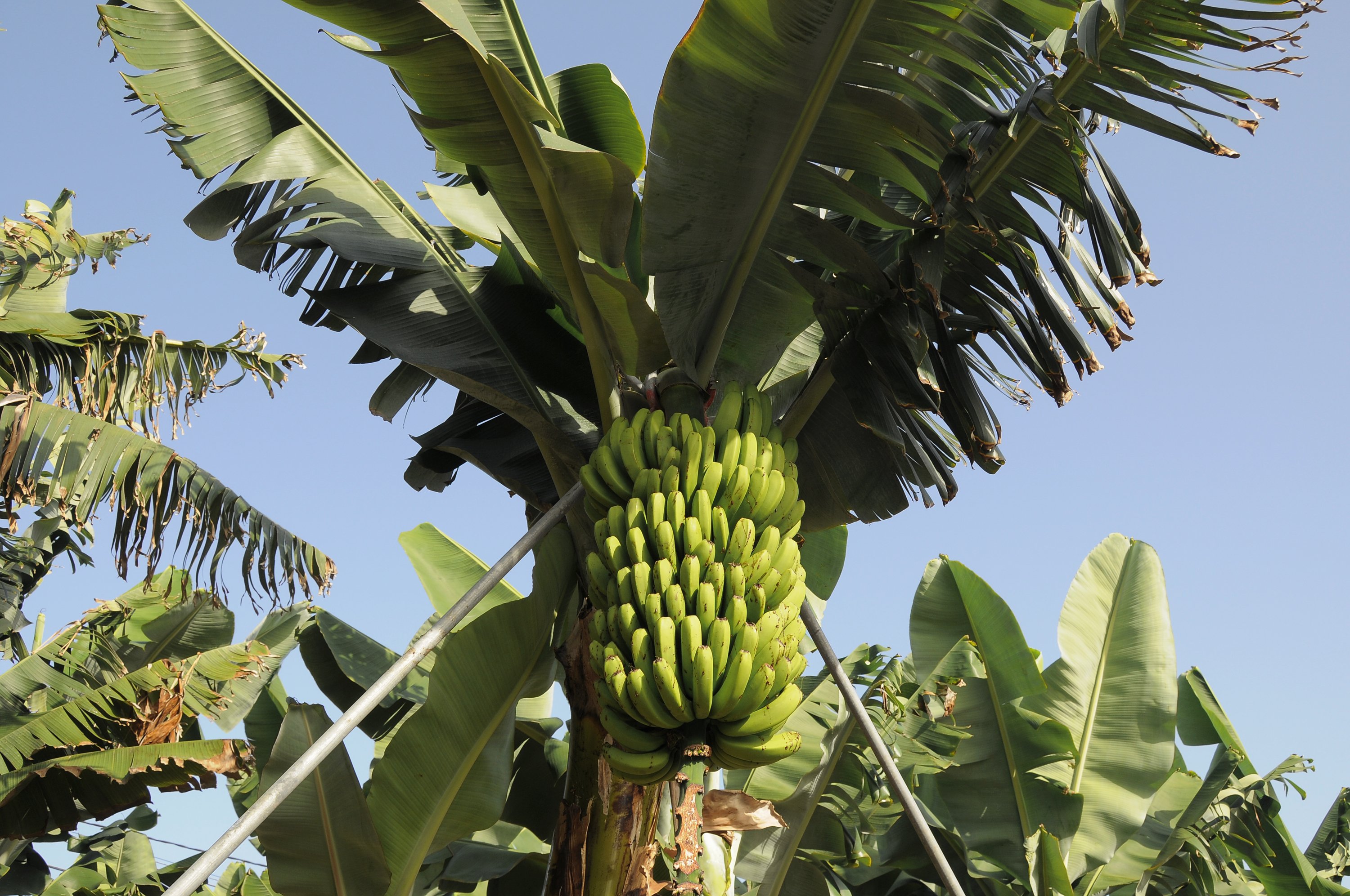 Где растут бананы дерево. Банановая Пальма. Бананы на Пальме. Банановый куст. Банановая Пальма дерево.