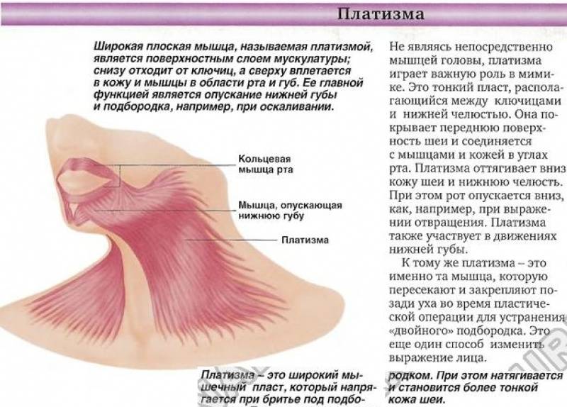 Платизма мышца