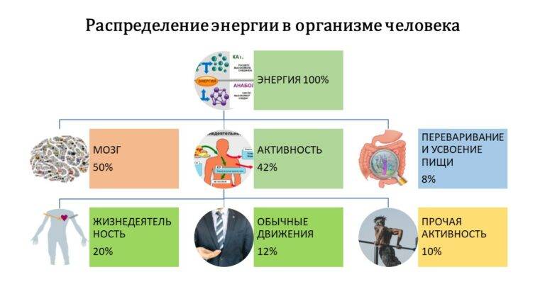 Распределение связывает. Источники энергии в организме человека. Распределение энергии в организме человека. Распределение энергии человека. Виды энергии человека.