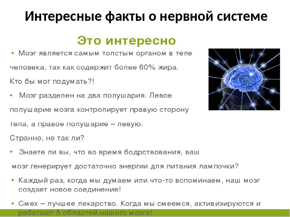 Самое интересное сообщение. Интересные факты о нервной системе. Интересные факты о нервной системе человека. Интересные факты о нервов. Интересные факты о нервной системе для детей.