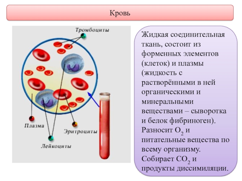 Форма плазмы крови. Соединительные ткани ткани плазма кровь. Кровь жидкая соединительная ткань. Соединительная ткань кровь форменных элементов. Из чего состоит соединительная ткань кровь.