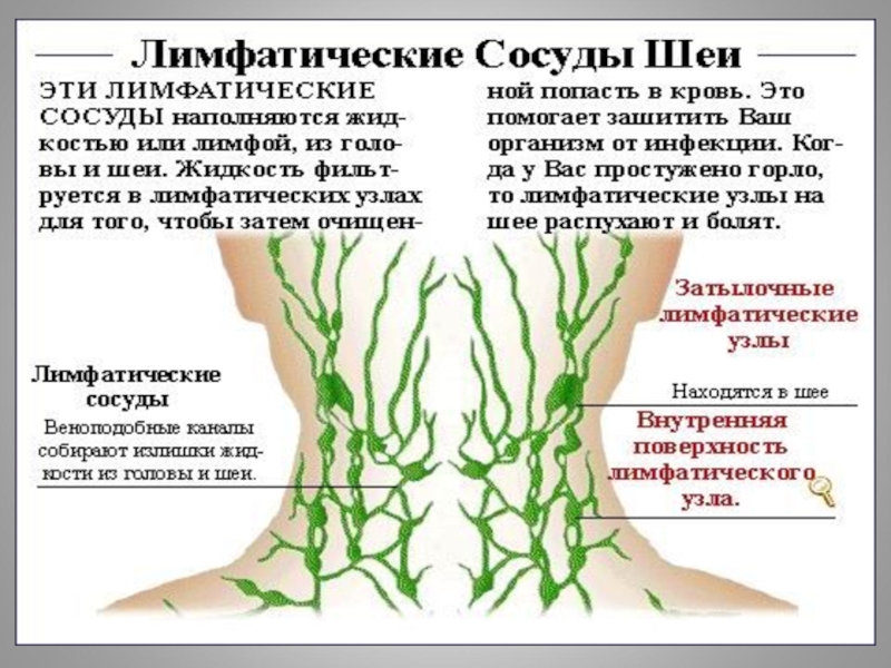 Как разогнать лимфу в ногах. Лимфатическая система схема. Препараты для очистки лимфосистемы. Чистка лимфы. Лимфатическая система лимфоузлы.