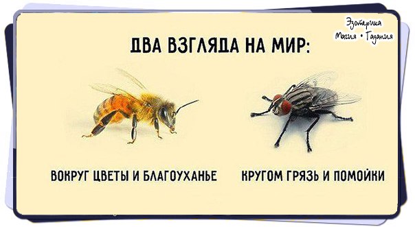 Притча про мух. Муха и пчела. Два взгляда на мир Муха и пчела. Взгляд мухи и пчелы. Если спросить муху.