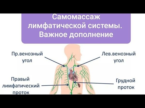 Очищение лимфатических узлов. Самомассаж лимфатической системы. Лимфатическая система массаж. Как почистить лимфатическую систему человека. Очистка лимфатической системы.