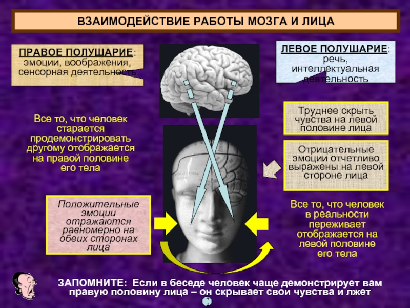 Свойство мозга отражать. Мозг и эмоции. Полушария мозга. Формирование эмоций в мозге. Взаимосвязь интеллекта и эмоций.