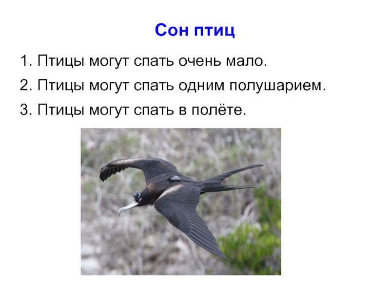 Во сне приснились птицы. Птицы которые спят в полете. Птица которая может спать в полете. Приснилась птица.