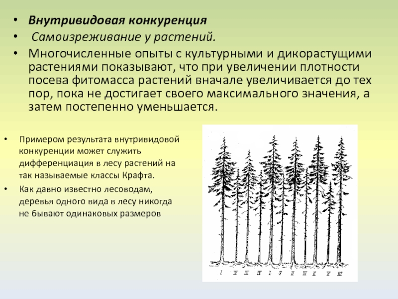 Внутривидовая конкуренция картинки