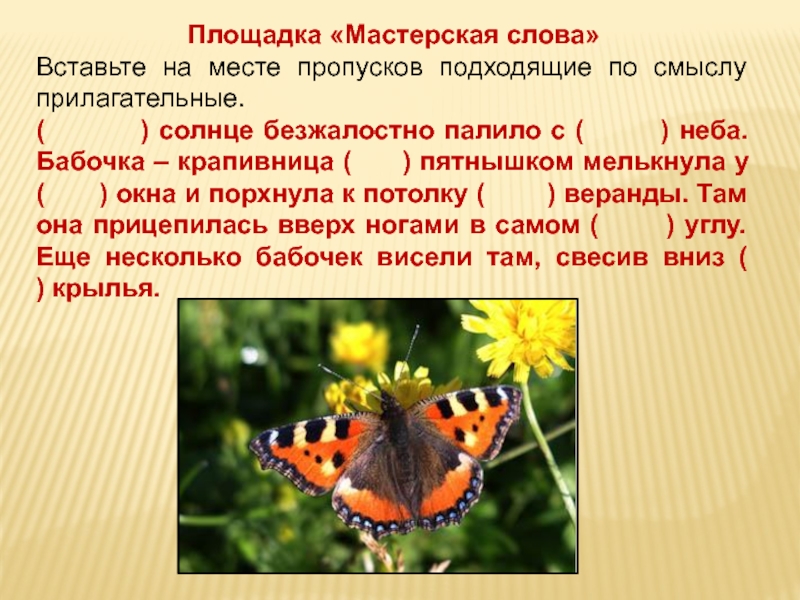 Бабочка какой вопрос. Крапивница бабочка род. Бабочка крапивница в доме. Бабочка прилагательное. Сколько живут бабочки крапивницы.