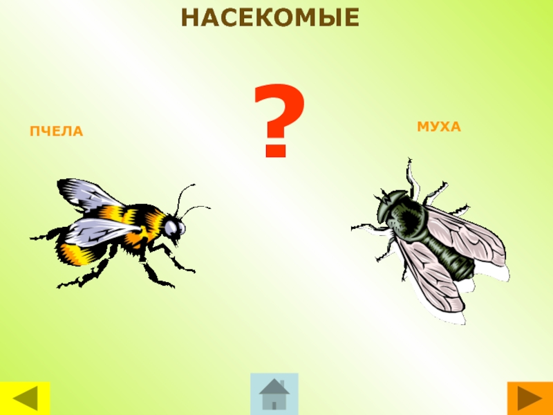 Притча про мух. Муха и пчела. Сознание мухи и пчелы. Сознание мухи и сознание пчелы. Муха пчела насекомое.