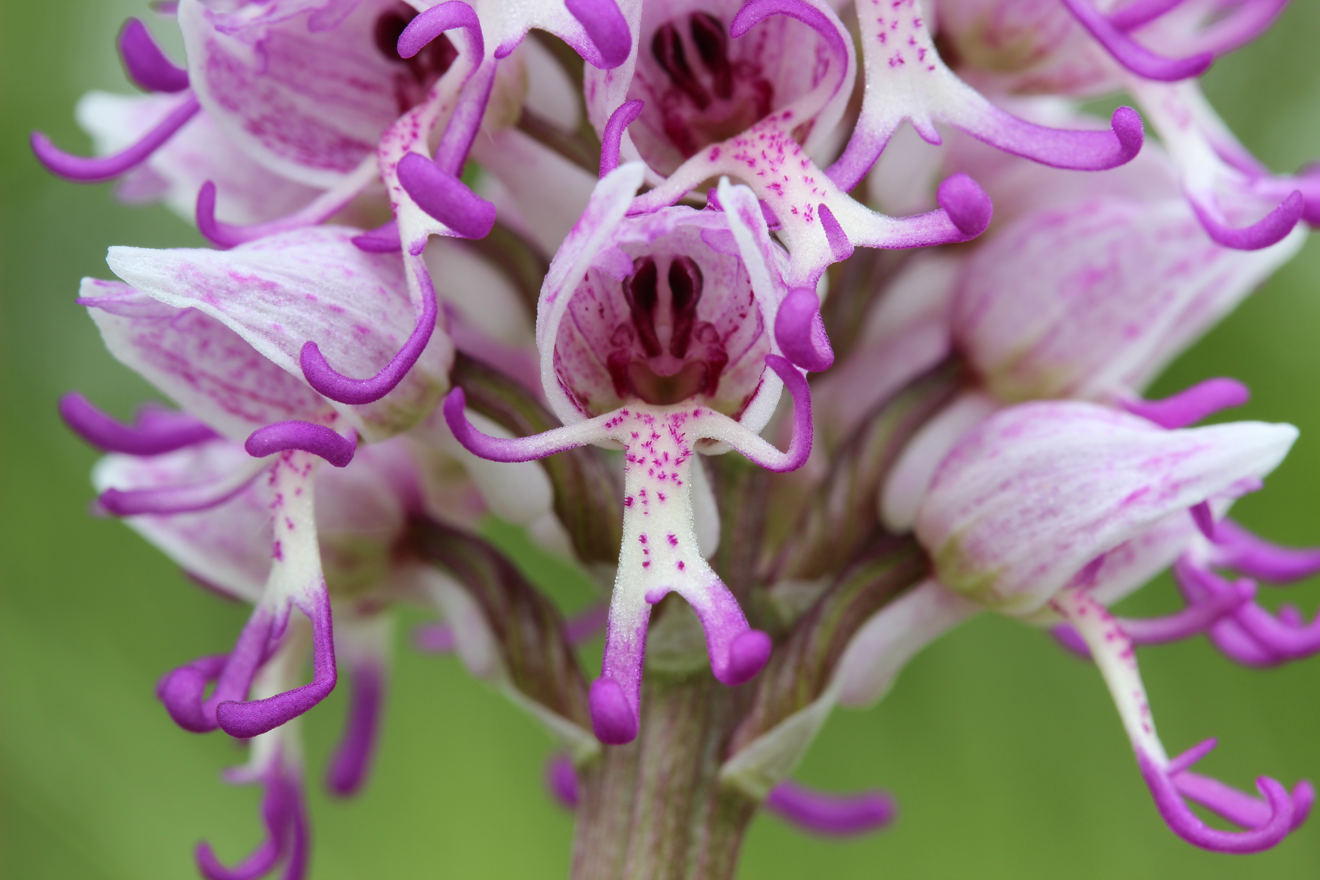 Ком цветы похожие на. Ятрышник Обезьяний. Орхидея ятрышник. Орхидея ятрышник итальянский. Северная Орхидея ятрышник.